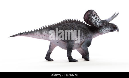 3D-Darstellung eines zuniceratops Stockfoto
