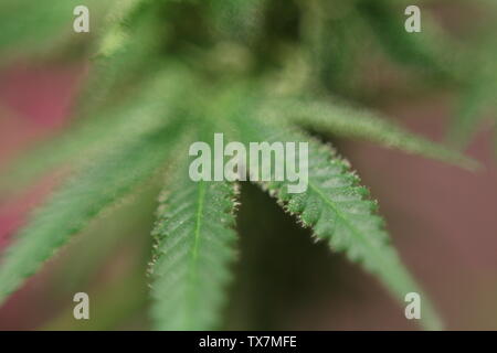 Grüne medizinisches Marihuana pflanzen Nahaufnahme Stockfoto