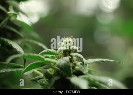 Grüne medizinisches Marihuana pflanzen Nahaufnahme Stockfoto