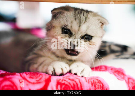 Kätzchen, Ohr - Folding cat. Stockfoto