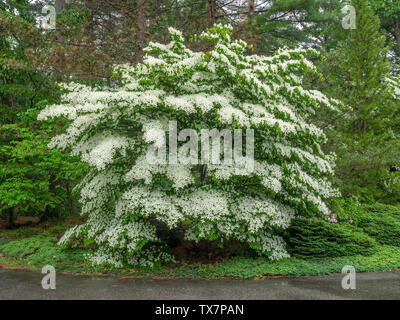 Reifen weiß blühende Hartriegel Baum in voller Blüte. Stockfoto