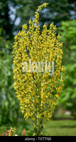 Königskerze Blume in voller Blüte Molène nigrum große Königskerze gemeinsame Königskerze samt Anlage Stockfoto