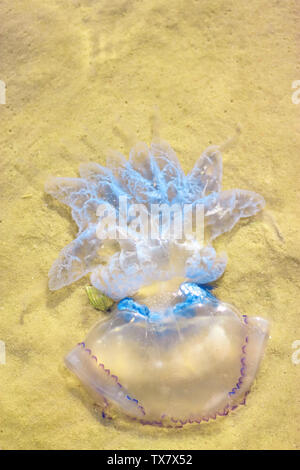 Blaue Qualle im seichten Wasser des Meeres. Sommer Saison bestimmte. Stockfoto