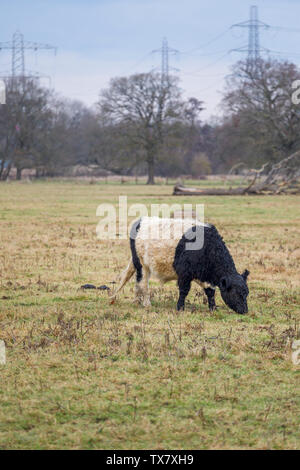Belted Galloway Kuh mit charakteristischen lange Behaarung und breiten weißen Gürtel, traditionelle schottische Rasse der Rinder, die in einem Feld in Wisley, Surrey Stockfoto