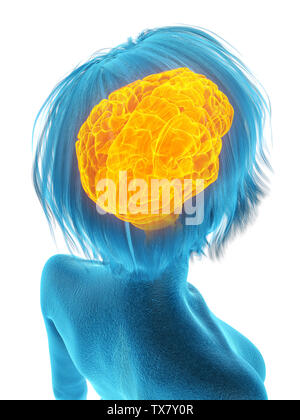 3D-gerenderte Medizinisch genaue Abbildung eines älteren Frauen im Gehirn Stockfoto