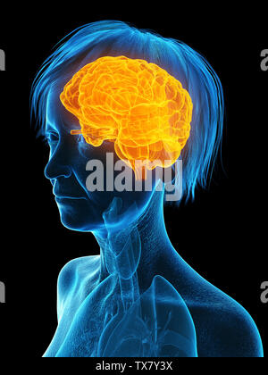 3D-gerenderte Medizinisch genaue Abbildung eines älteren Frauen im Gehirn Stockfoto