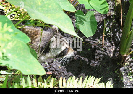 Waschbär Erkunden einer Florida Sumpf Stockfoto