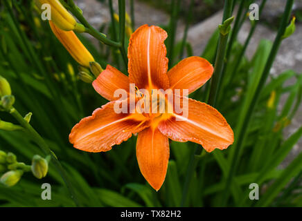 Helles orange Lilie Blumen im sonnigen Garten. Lilium bulbiferum, allgemeinen Namen orange Lilie, [2] Feuer Lily und Tiger Lily, ist eine krautige Europäischen lil Stockfoto