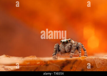 Jumping Spider auf der Orange und glänzende Blätter Stockfoto