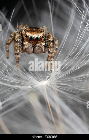 Jumping spider und Löwenzahn Flusen Stockfoto