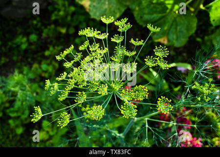 Dill (Anethum graveolens) ist eine jährliche Kraut in den Sellerie Familie Apiaceae. Hintergrund mit Dill Regenschirm Nahaufnahme. Garten Pflanzen. Duftende Dill auf der g Stockfoto