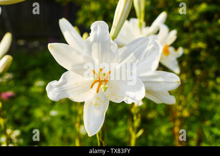 Lilium (Mitglieder sind wahre Lilien) ist eine Gattung von krautigen Pflanzen wachsen aus Glühlampen, alle mit großen prominenten Blumen. Zarte whi Stockfoto