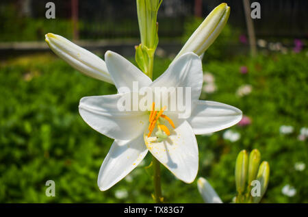 Lilium (Mitglieder sind wahre Lilien) ist eine Gattung von krautigen Pflanzen wachsen aus Glühlampen, alle mit großen prominenten Blumen. Zarte whi Stockfoto