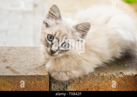 Hübsche weiße Katze mit blauen Augen mit süßen Gesichtsausdruck sitzen auf der Mauer. Lustige Langhaar tabby cute kitten mit schönen großen blauen Augen Stockfoto