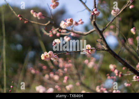 Suzhou Huqiu Scenic Area Pflaume Stockfoto