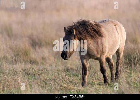 Konik Pferd in einem cambridigeshire fen Stockfoto