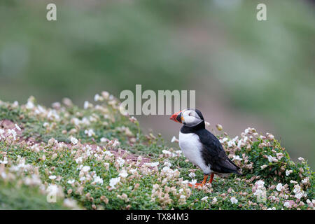 Ein puffs steht am Rand einer Klippe unter Meer campion Blumen Skokholm Insel Pembrokeshire Wales UK Stockfoto