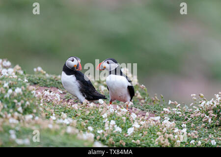 Ein puffs steht am Rand einer Klippe unter Meer campion Blumen Skokholm Insel Pembrokeshire Wales UK Stockfoto