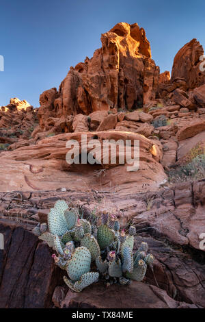 Beavertail Desert Cactus bei Sonnenaufgang, Valley of Fire State Park, Nevada, USA Stockfoto