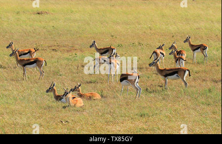 Thomson Gazellen, Eudorcas thomsonii, grüne Wiesen. Masai Mara National Reserve, Kenia, Afrika. Kenia Safari Wildlife Stockfoto