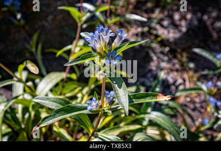 Italien Piemont Turin Valentino botanischer Garten - gentianaceae - Gentiana Parryi Engelm Stockfoto