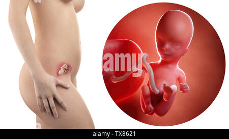 Schwangere Frau mit sichtbaren Gebärmutter und Fötus Woche 14 Stockfoto