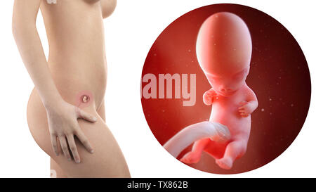 Schwangere Frau mit sichtbaren Gebärmutter und Fötus Woche 9 Stockfoto