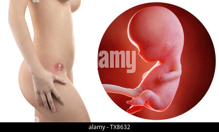 Schwangere Frau mit sichtbaren Gebärmutter und Fötus Woche 10 Stockfoto