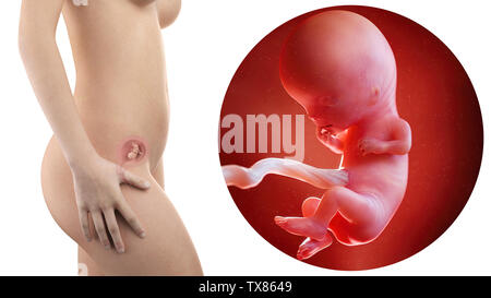 Schwangere Frau mit sichtbaren Gebärmutter und Fötus Woche 11 Stockfoto