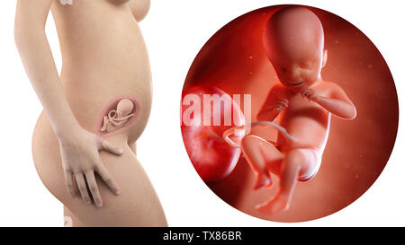 Schwangere Frau mit sichtbaren Gebärmutter und Fötus Woche 21 Stockfoto