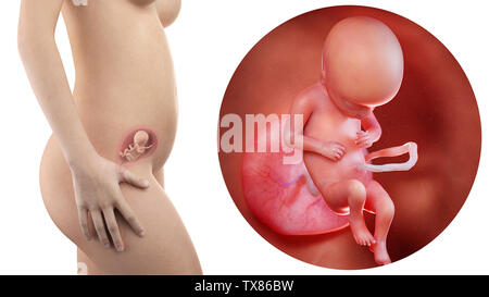 Schwangere Frau mit sichtbaren Gebärmutter und Fötus Woche 17 Stockfoto