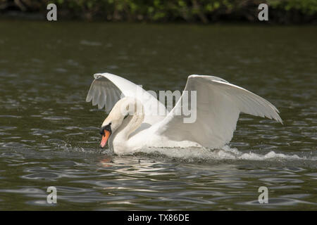 Höckerschwan Cygnus olor, Landung auf dem Wasser, Salhouse Broad, den Norfolk Broads, Großbritannien, Stockfoto