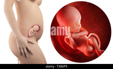 Schwangere Frau mit sichtbaren Gebärmutter und Fötus Woche 24 Stockfoto