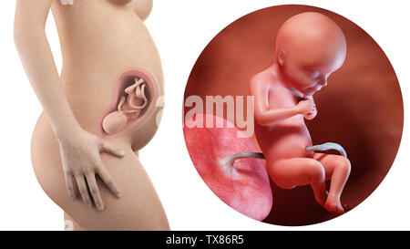 Schwangere Frau mit sichtbaren Gebärmutter und Fötus Woche 28 Stockfoto