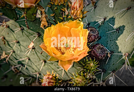 Italien Piemont Turin Valentino botanischer Garten - Opuntia ficus indica Blüte - Indische Abb. Stockfoto