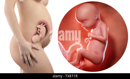 Schwangere Frau mit sichtbaren Gebärmutter und Fötus Woche 29 Stockfoto