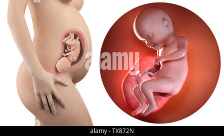 Schwangere Frau mit sichtbaren Gebärmutter und Fötus Woche 31 Stockfoto