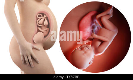 Schwangere Frau mit sichtbaren Gebärmutter und Fötus Woche 38 Stockfoto