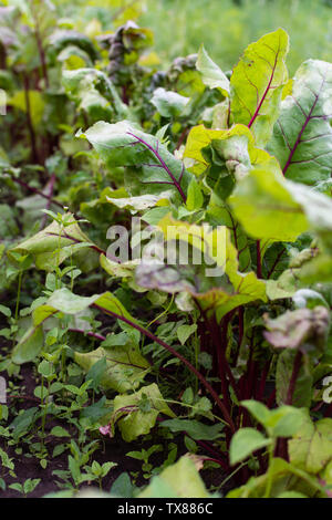 Garten Betten von Rote Beete, frische junge Gemüse aus dem Garten Stockfoto
