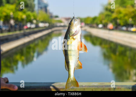 Angespannt Fisch mit der Straße in der Innenstadt von Fluss der Stadt. Die Fischerei auf die grossen unten Brücke an einem sonnigen Sommertag. Nahaufnahme der Haken barsch b. caug Stockfoto