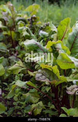 Garten Betten von Rote Beete, frische junge Gemüse aus dem Garten Stockfoto