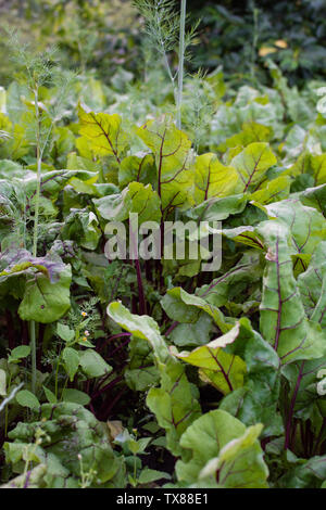 Garten Betten von Rote Beete, frische junge Gemüse aus dem Garten Stockfoto