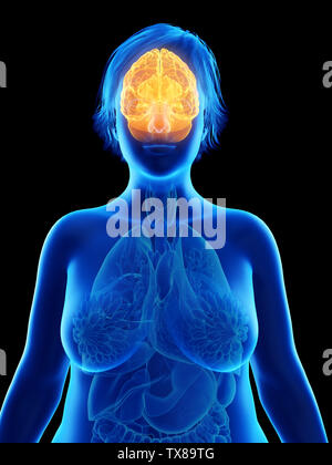 3D-gerenderte Medizinisch genaue Abbildung eines übergewichtigen womans Gehirn Stockfoto