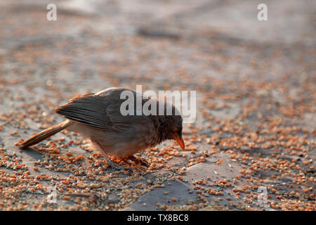 Indische Vögel. Dschungel Schwätzer (Turdoides Striata) Feeds auf Korn placers Stockfoto