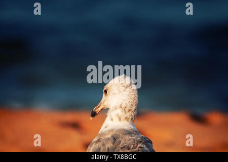Möwe ist am Meer - Symbol von Meer. Die White-headed Gull (Larus cachinnans pontisus) am Schwarzen Meer, erster Sommer Gefieder (1 Jahr alt) portrait Stockfoto