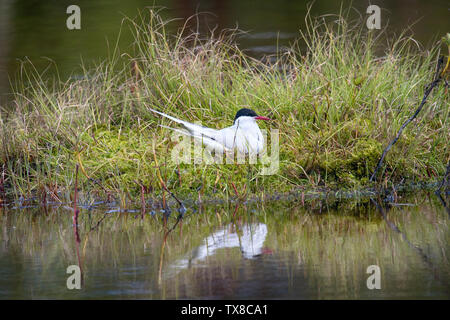 Küstenseeschwalbe (Sterna Paradisaea) ein Nest auf einer kleinen Insel und Gelege bebrütet. Dies ist ein Vogelhaus im vollen Sinne des Wortes. Diese l Stockfoto