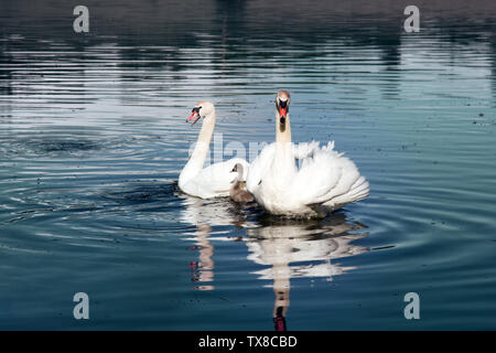 Paar Höckerschwäne (Cygnus olor) mit flaumige Küken (hässliche Entlein) auf See Stockfoto