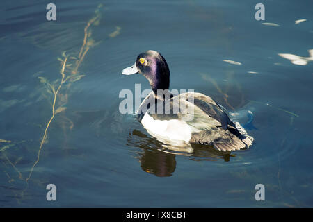 Reiherente Fütterung unter den Algen (pondweed), dann prink - Reinigen Sie die Federn (männlich und weiblich) Stockfoto