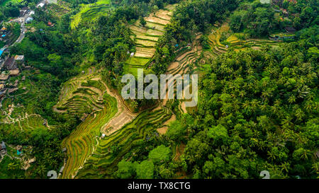 Reis Reisfeldern in der Nähe von Ubud auf Bali, Indonesien. Stockfoto
