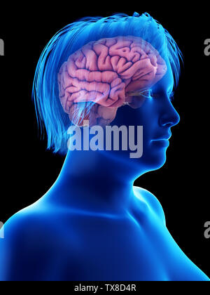 3D-gerenderte Medizinisch genaue Abbildung eines übergewichtigen womans Gehirn Stockfoto